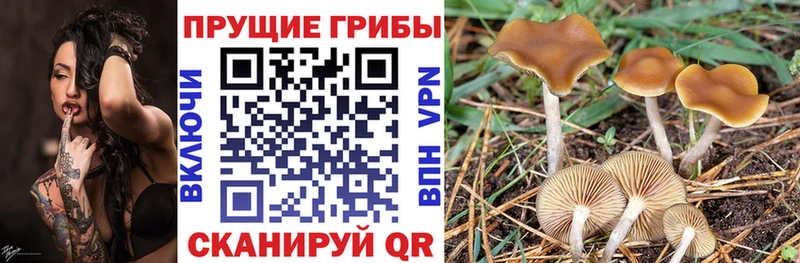 Псилоцибиновые грибы GOLDEN TEACHER  Алагир 